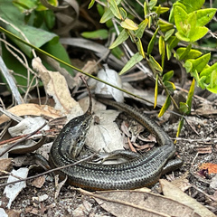 Pseudemoia pagenstecheri
