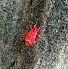 Pyrrhocoris apterus