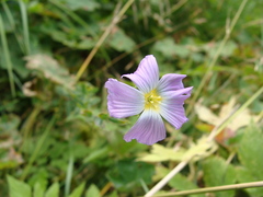 Linum extraaxillare