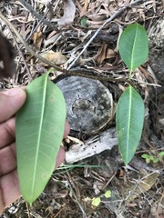 Gymnanthera oblonga
