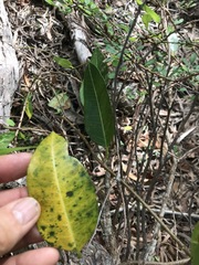 Gymnanthera oblonga