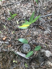 Gymnanthera oblonga