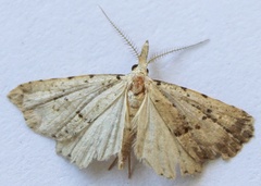 Trigonistis
