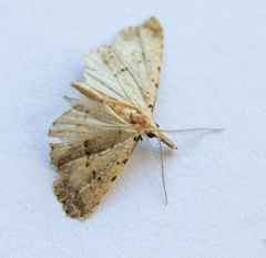 Trigonistis
