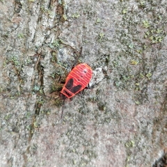 Pyrrhocoris apterus