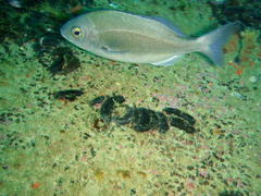 Pachymetopon blochii