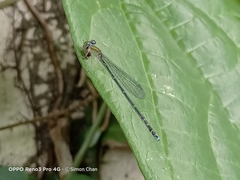 Pseudagrion microcephalum