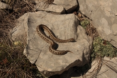 Vipera ursinii