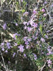 Agathosma riversdalensis