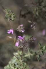 Indigofera alopecuroides