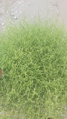 Cycloloma atriplicifolium