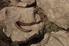 Vipera ursinii