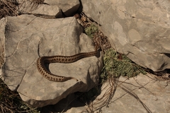 Vipera ursinii