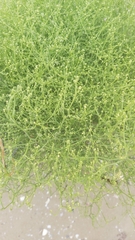Cycloloma atriplicifolium