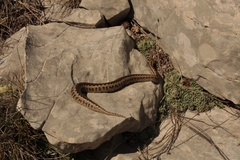 Vipera ursinii