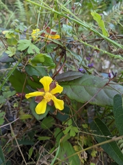 Hibbertia dentata