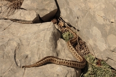 Vipera ursinii
