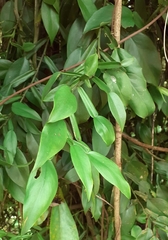 Pothos scandens