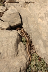 Vipera ursinii