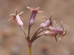 Tulbaghia