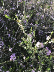 Agathosma riversdalensis