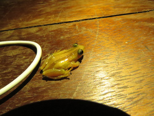Four-lined Spiny Reed Frog