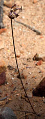 Tulbaghia