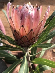 Protea × hybrida
