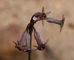 Tulbaghia