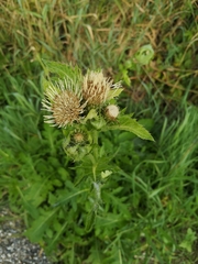 Cirsium oleraceum