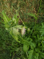 Cirsium oleraceum