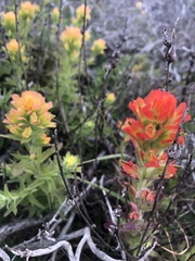 Castilleja latifolia