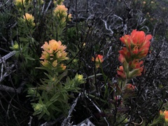 Castilleja latifolia