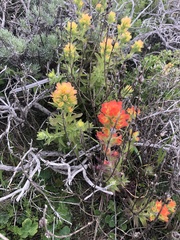 Castilleja latifolia
