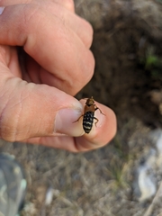 Platydracus flavopunctatus