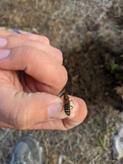 Platydracus flavopunctatus