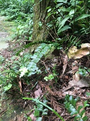 Asplenium normale normale