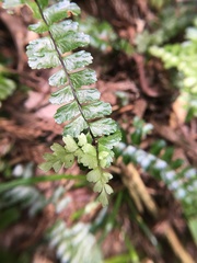 Asplenium normale normale