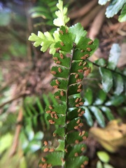 Asplenium normale normale