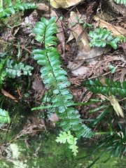 Asplenium normale normale