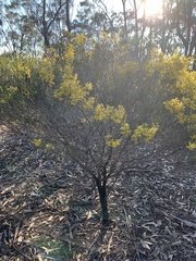 Acacia williamsonii