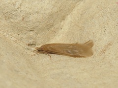 Oecetis ochracea