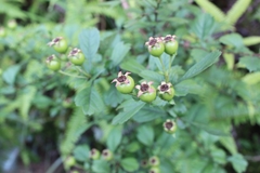 Crataegus cuneata