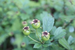 Crataegus cuneata