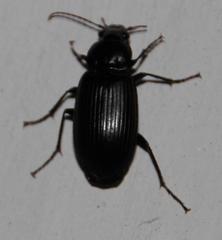 Diplocheila capensis