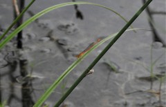 Ceriagrion rubiae