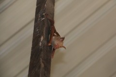 Macronycteris vittatus