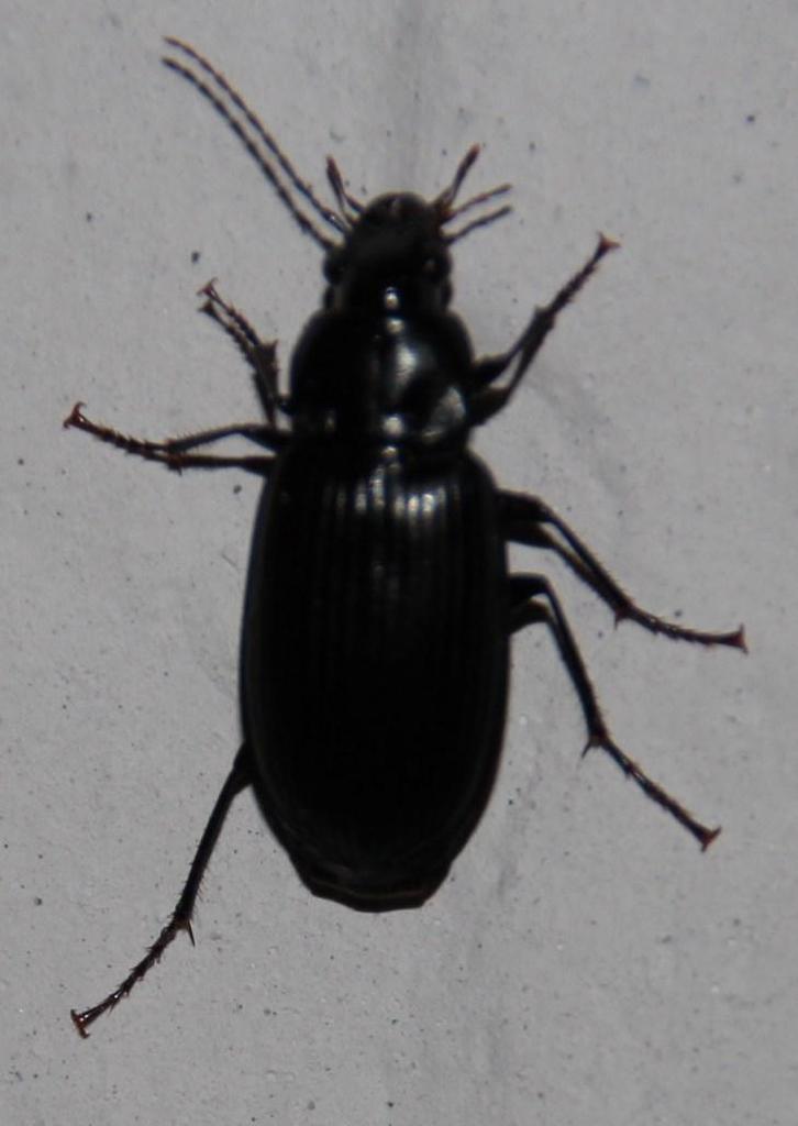Diplocheila capensis