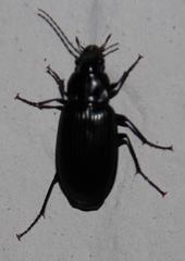 Diplocheila capensis