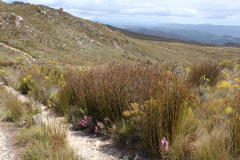 Ceratocaryum decipiens